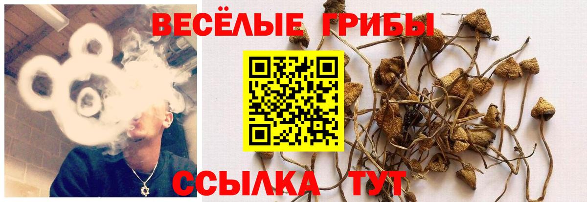 Псилоцибиновые грибы Psilocybe  Вход с VPN  Дубна 